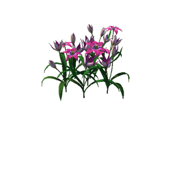 Flower Tulipa Bìlora_4_1